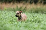 BOUVIER DES ARDENNES 169